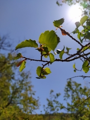 Nothofagus glauca