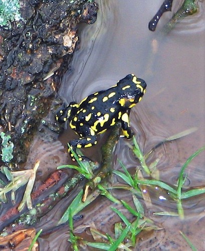 Klappenbach’s Red-bellied Toad