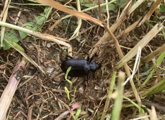 Calosoma vagans