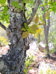 Nothofagus glauca