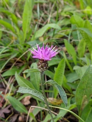 Centaurea