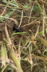 Calosoma vagans
