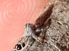 Abracadabrella elegans