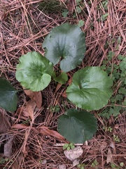 Galax urceolata
