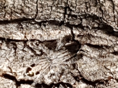 Abracadabrella elegans