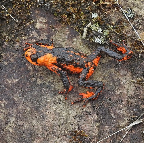 Red Bellied Toad, Melanophryniscus rubriventris