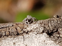 Abracadabrella elegans