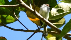 Phylloscartes superciliaris