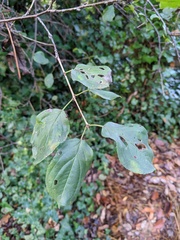 Rhamnus cathartica