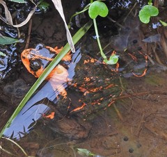 Melanophryniscus rubriventris