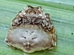 Arkys speechleyi