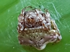Arkys speechleyi