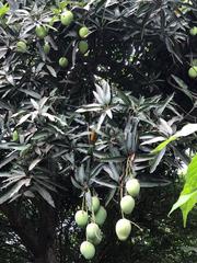 Mangifera
