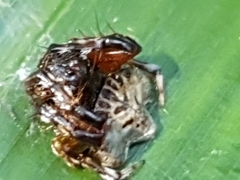 Arkys speechleyi