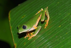Callimedusa tomopterna