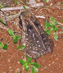 Cope's Toad photo 2