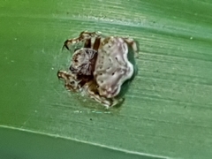 Arkys speechleyi