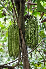 Caryota