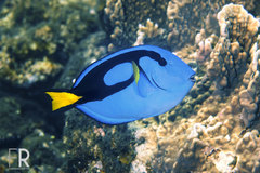 Paracanthurus hepatus