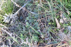 Petrosedum amplexicaule