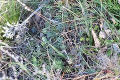 Petrosedum amplexicaule