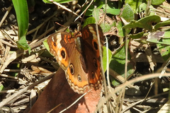 Junonia zonalis