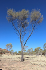 Acacia estrophiolata