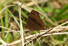 Junonia zonalis