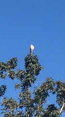 Falco sparverius