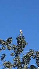 Falco sparverius