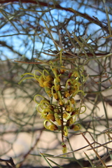 Hakea divaricata