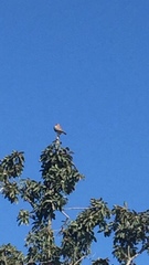 Falco sparverius