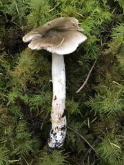 Tricholoma