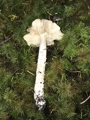 Tricholoma