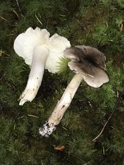 Tricholoma