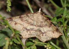 Rhinodia rostraria