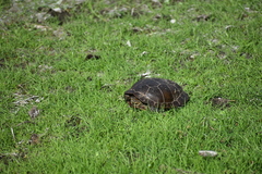 Actinemys marmorata pallida