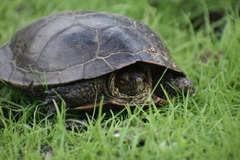 Actinemys marmorata pallida