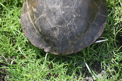 Actinemys marmorata pallida