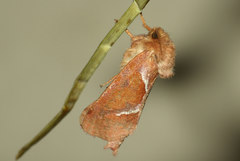 Triodia sylvina
