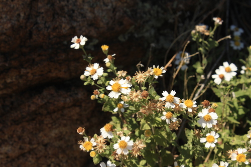 Image of Galinsogeopsis ciliata by (c) Harrison J Elkins, some rights reserved (CC BY)