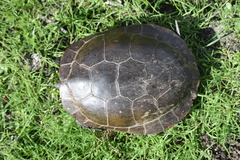 Actinemys marmorata pallida