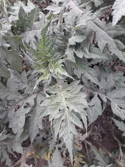 Ambrosia arborescens