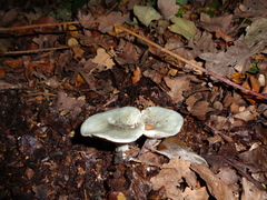 Clitocybe odora