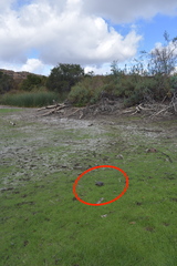 Actinemys marmorata pallida