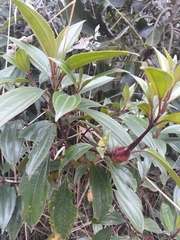Miconia crocea