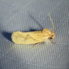 Acrolophus laticapitana