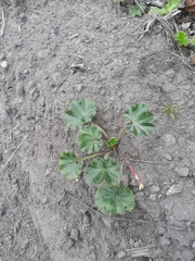 Alchemilla orbiculata