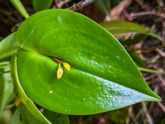 Pleurothallis rhodoglossa