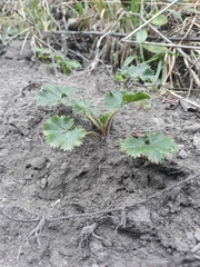 Alchemilla orbiculata